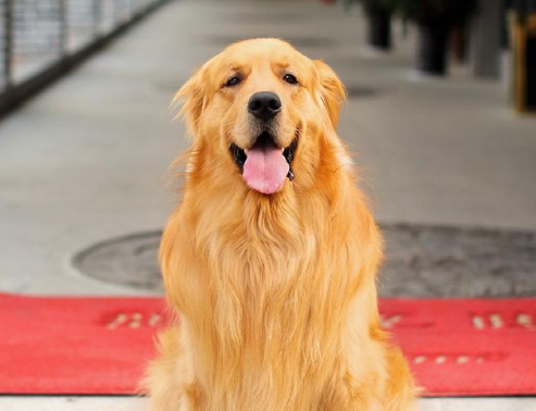 金毛犬怎么挑选（详解：挑选纯种金毛犬的技巧）