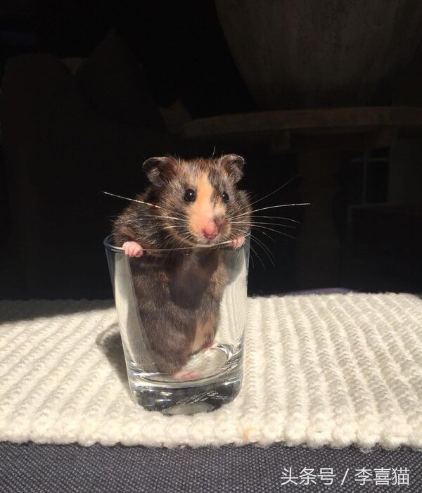 金丝熊怎么养才亲近主人（详解：新手如何获得金丝熊的信任）