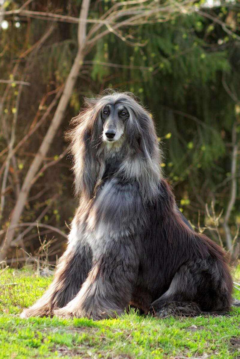 了解阿富汗犬禁养的原由（阿富汗犬好养吗）