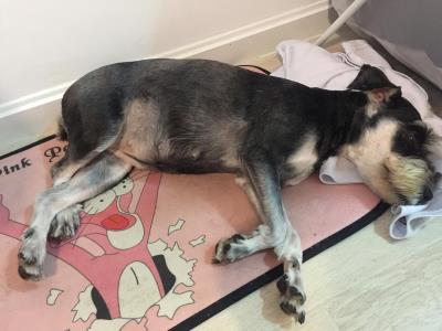 狗狗假孕该怎么处理（狗狗也会假装怀孕）