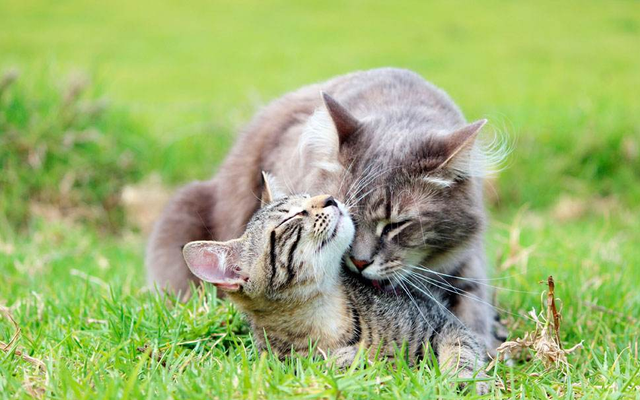 猫咪多大算成猫(十二个月左右)