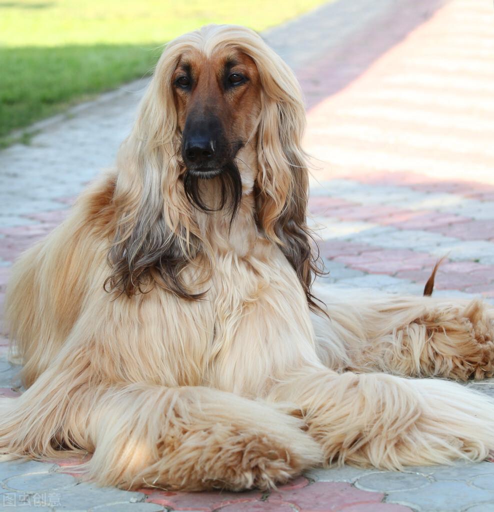 了解阿富汗犬禁养的原由（阿富汗犬好养吗）