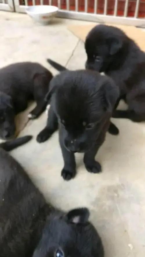 中华田园犬与土狗的区别（附：土狗的智商高嘛）