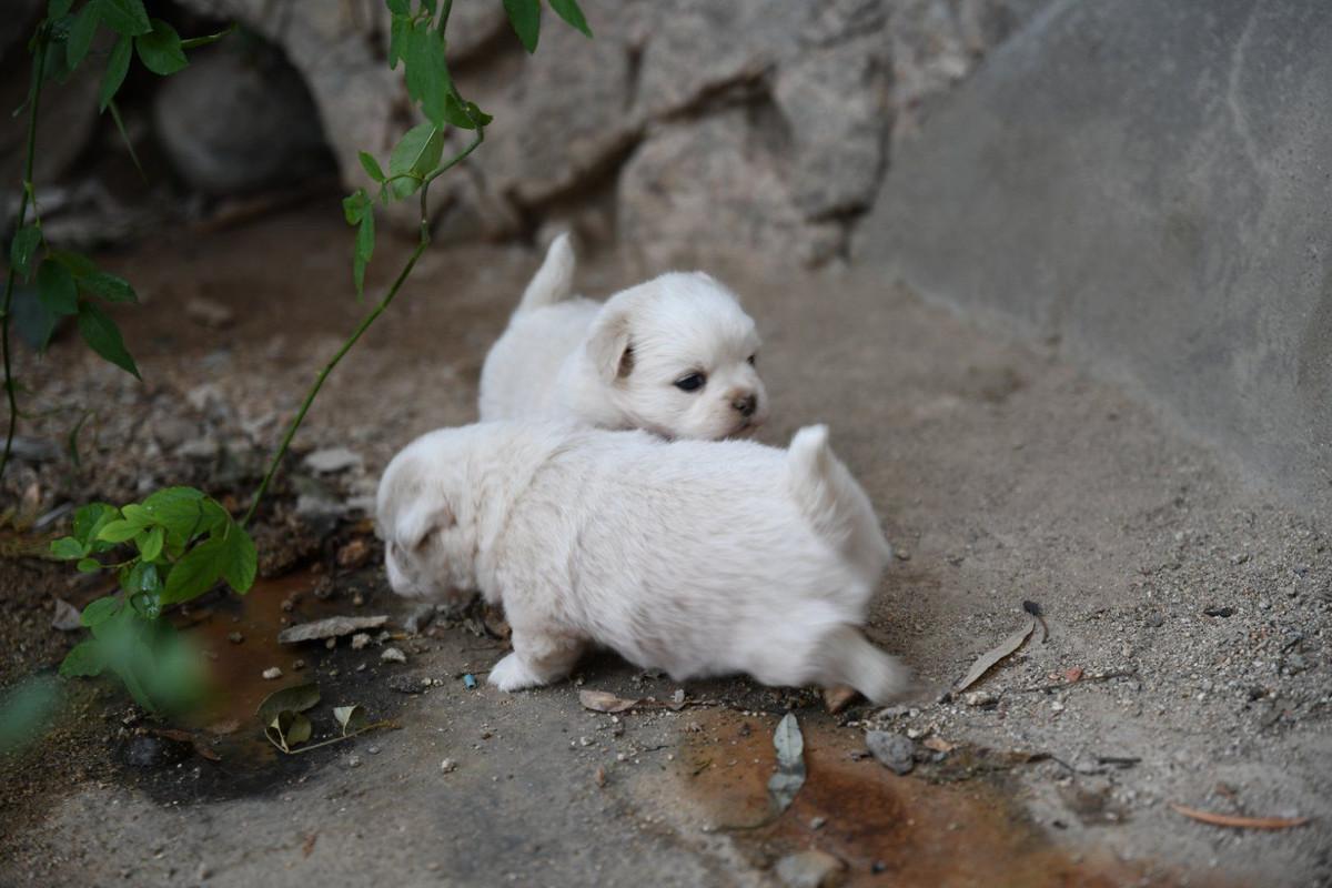 训练狗狗技巧和方法(幼犬认主训练需要四个月的时间)