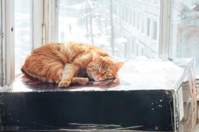 猫咪能吃状态好但是拉稀（猫咪拉稀但精神很好）