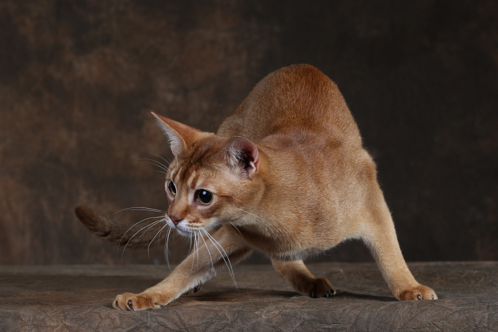 阿比西尼亚猫图鉴（物种百科：阿比西尼亚猫）