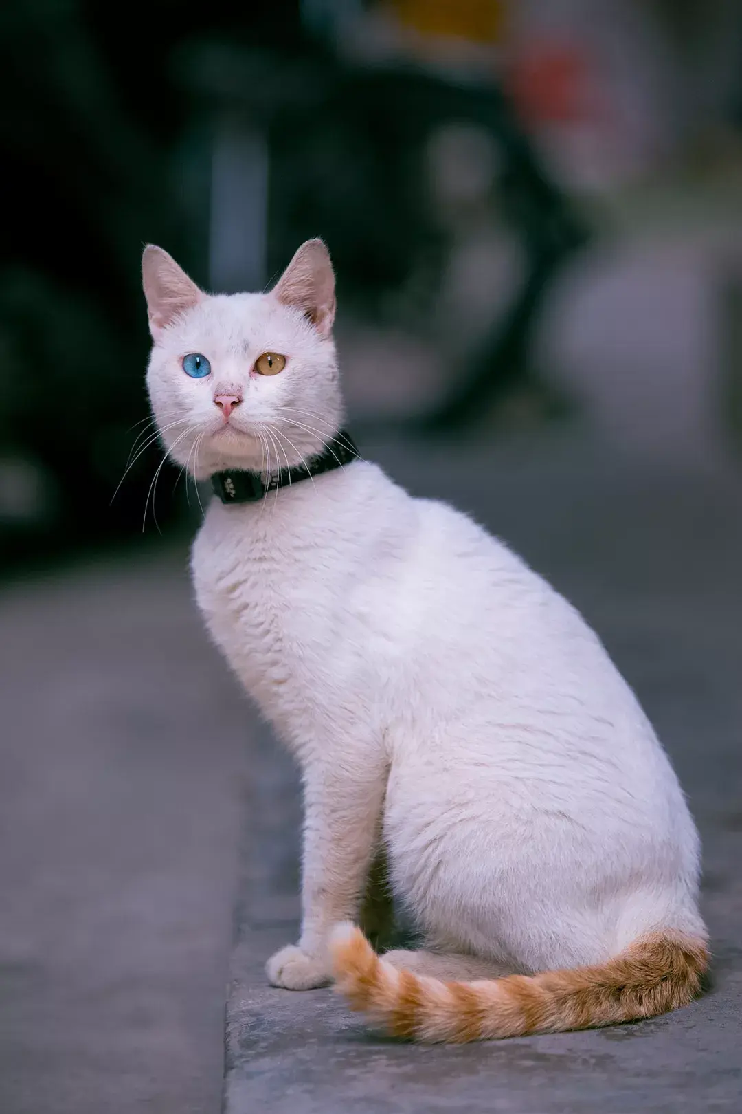 萌猫图片大全（猫咪图片可爱又呆萌）