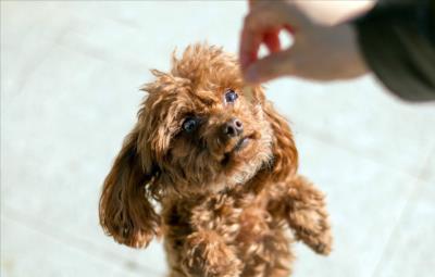 泰迪极度恐惧的表现（泰迪内心的几个痛点）