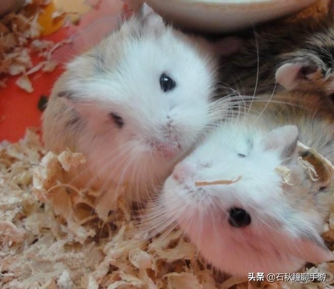 仓鼠会嫌弃笼子小而生气吗(详解:让仓鼠感到舒服的动作)