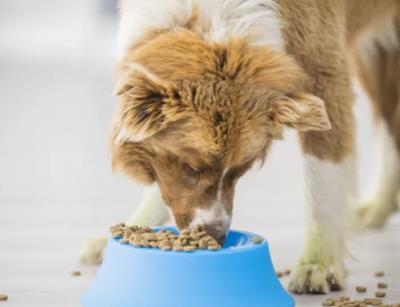 狗狗食欲不好是什么原因（详解：狗狗挑食的常见原因和解决办法）