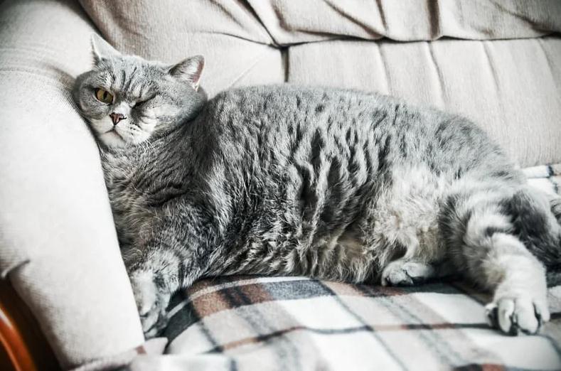 公猫太胖了怎么办（ 分享猫咪减肥知识大全）