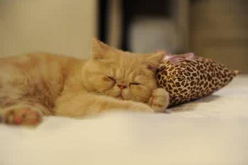 猫精神萎靡老趴着怎么办