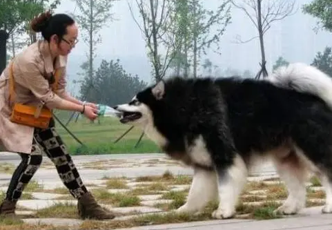 建议不养阿拉斯加的6大理由（阿拉斯加怎么养）