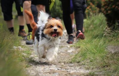 狗狗食欲不好是什么原因（详解：狗狗挑食的常见原因和解决办法）