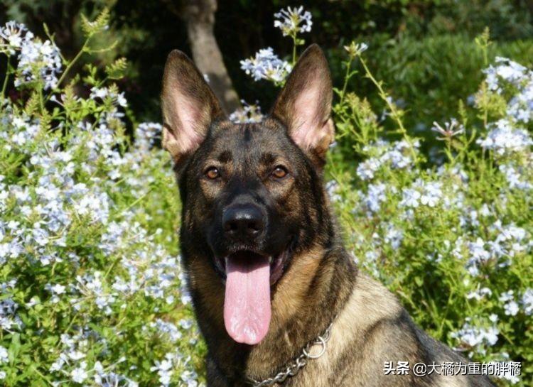 鉴别纯种德牧的方法