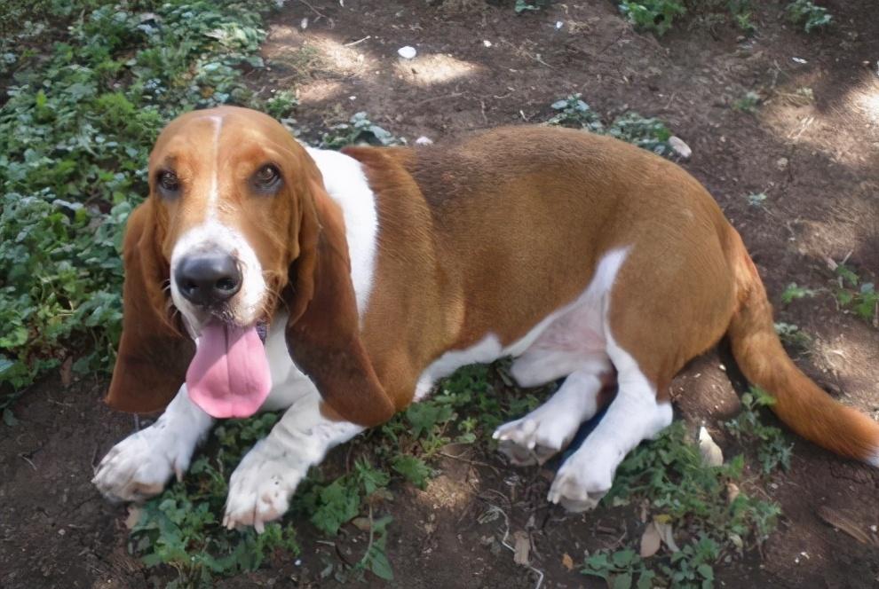 不养巴吉度犬的6大理由（详解：巴吉度犬为什么被禁养）