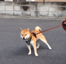 柴犬的优缺点有哪些(详解:养柴犬的好处和坏处)