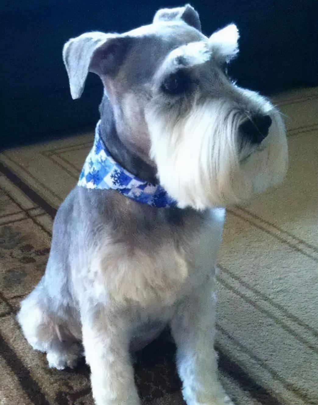 第一次养什么狗比较好（适合新手养的狗狗推荐）