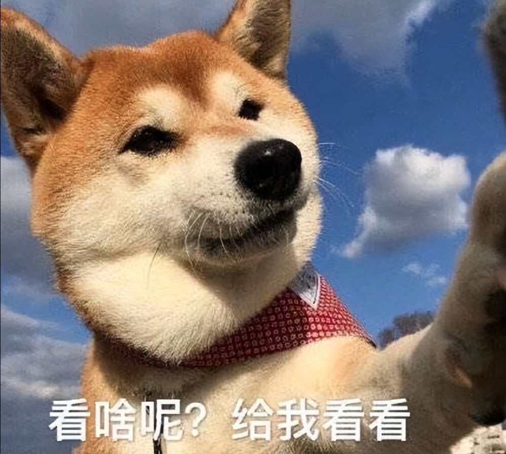 狗狗总是舔小便处是怎么回事（狗：帮我看是不是有这7种病了）