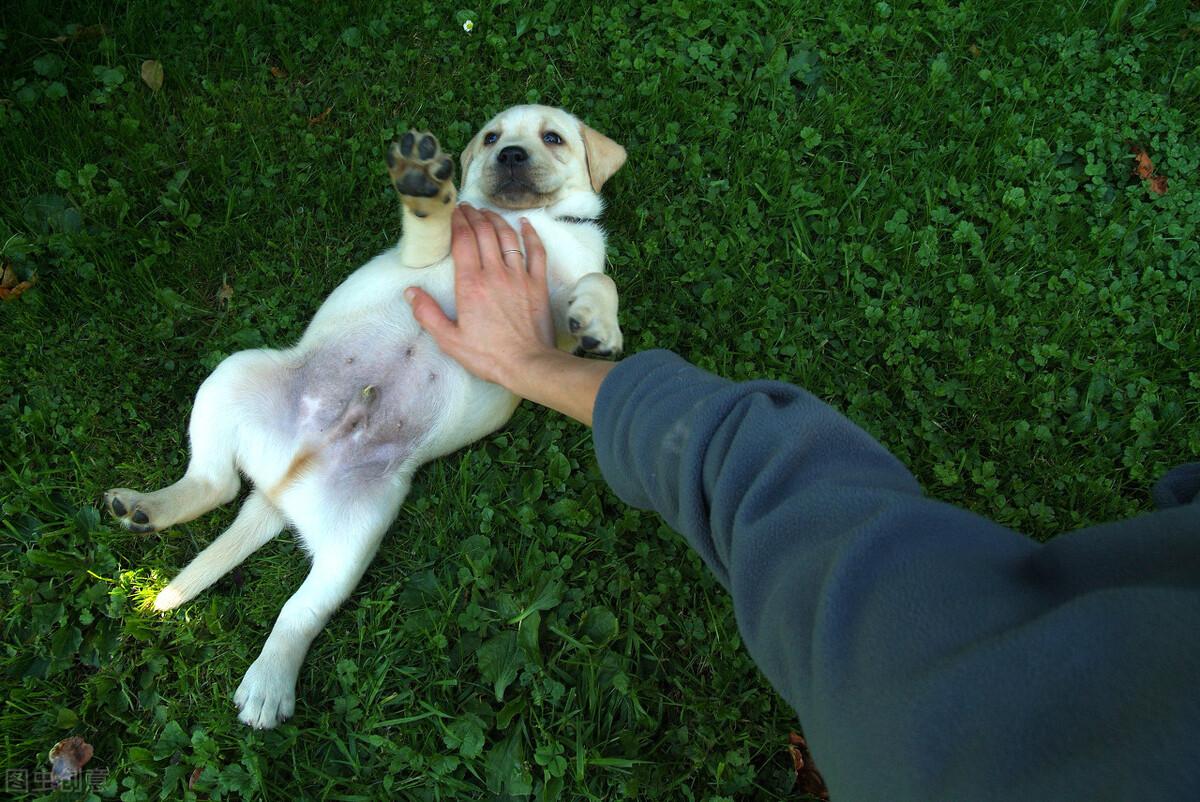 拉布拉多怎么养服从性才高（了解养一只健康的拉布拉多的方法）