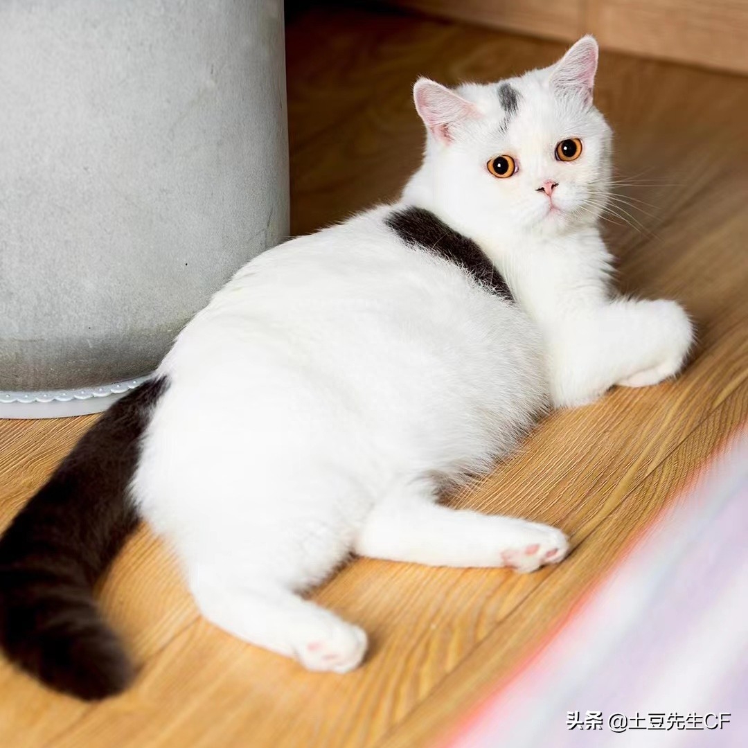 如何帮猫主子揉肚子催产（附：持续努力40分钟生不出为难产）