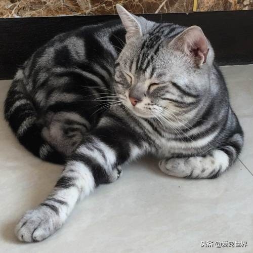 4岁的猫算不算老猫