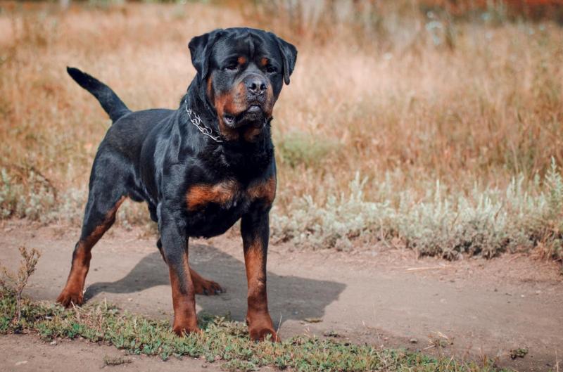 犬类高智商排名一览表（详解：中国最厉害的几种犬）