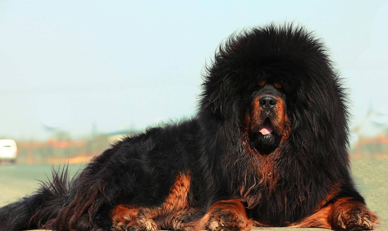 正宗的中华田园犬介绍(中华田园犬有哪些品种)