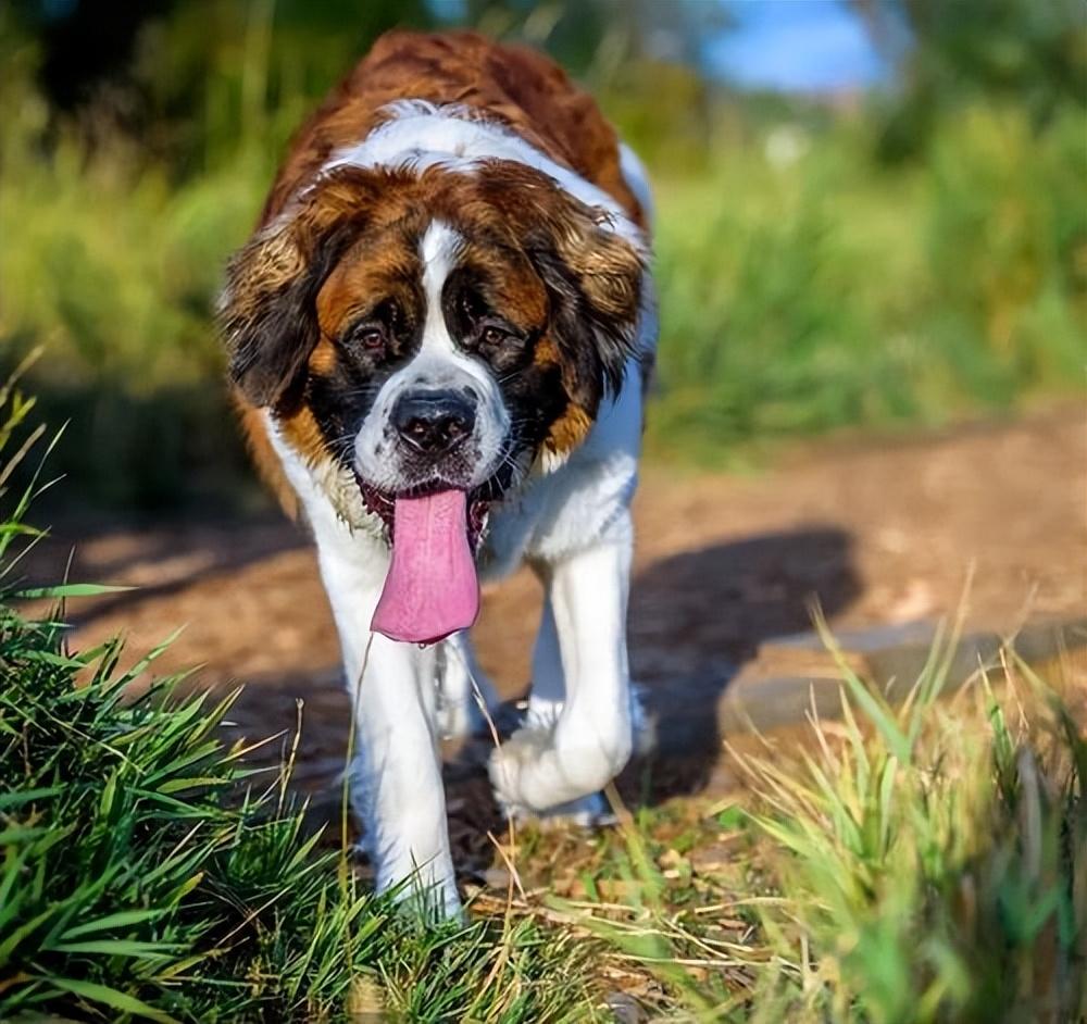 圣伯纳犬好养吗
