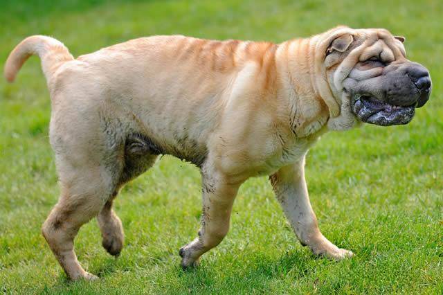 中国十大名犬排名（宠物狗的品种有哪些）