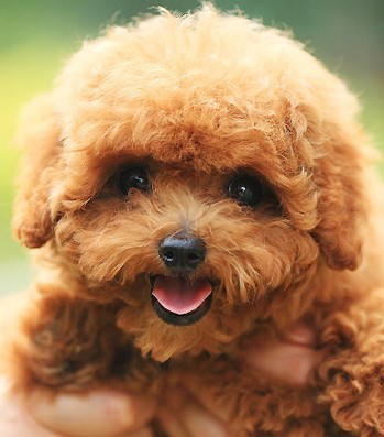 宠物犬排名及图片大全（宠物犬种类大全及名称）