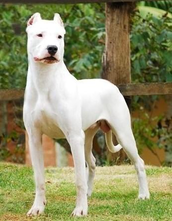 宠物犬排名及图片大全（宠物犬种类大全及名称）