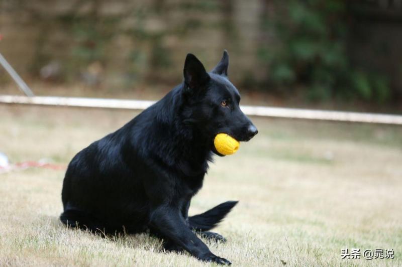 盘点东德牧羊犬的优缺点（教你如何鉴定纯东德牧羊犬）