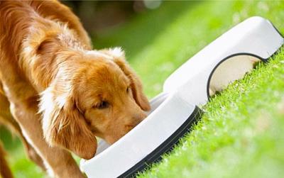 狗狗不吃东西拉肚子没精神怎么办(狗狗不吃食物无精打采怎么办)