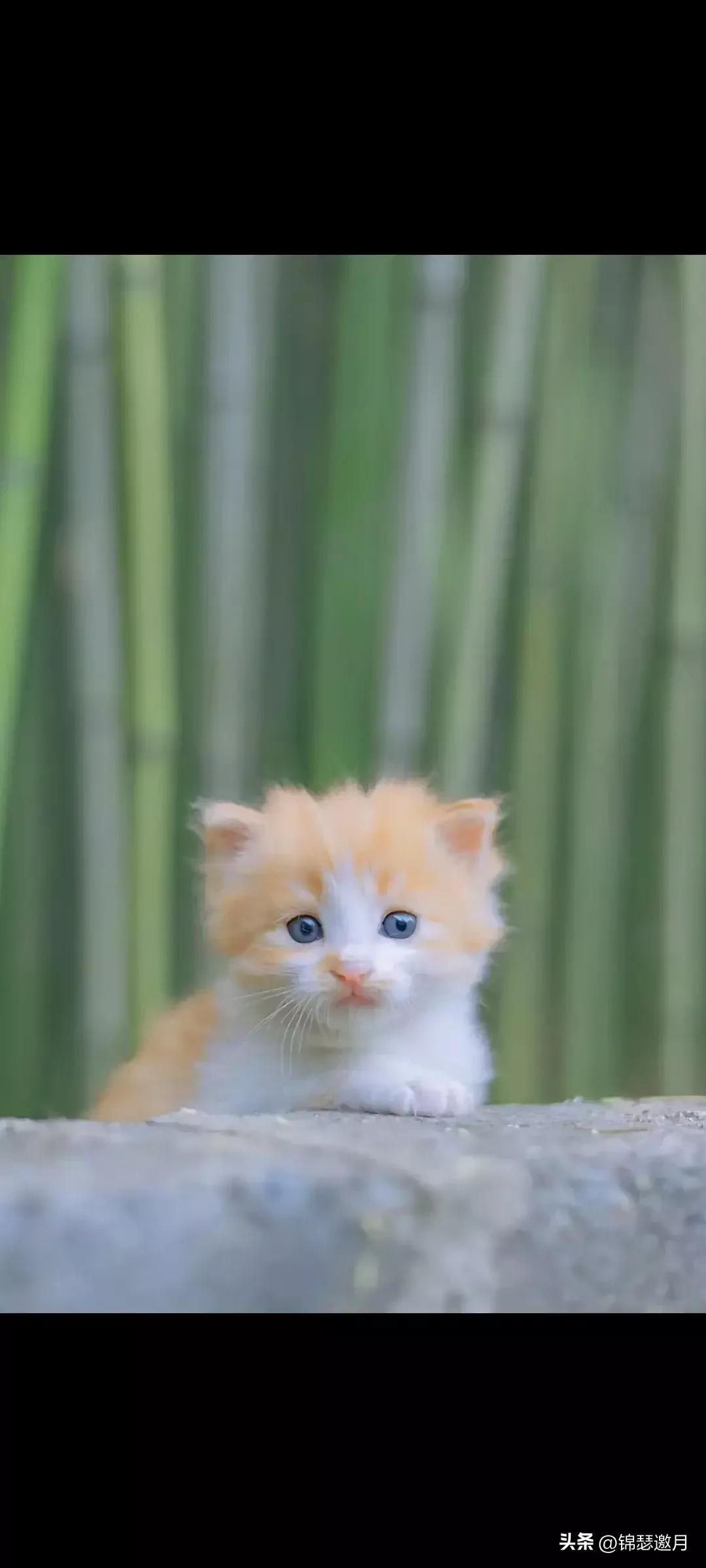 猫图片大全可爱（分享图片可爱的猫猫）