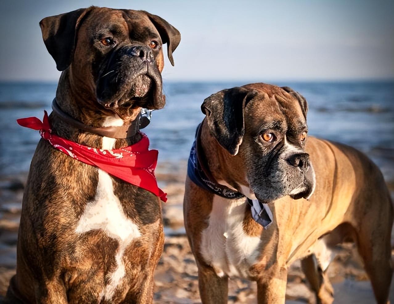 为何养“拳师犬”的人越来越多（附：拳师犬图）