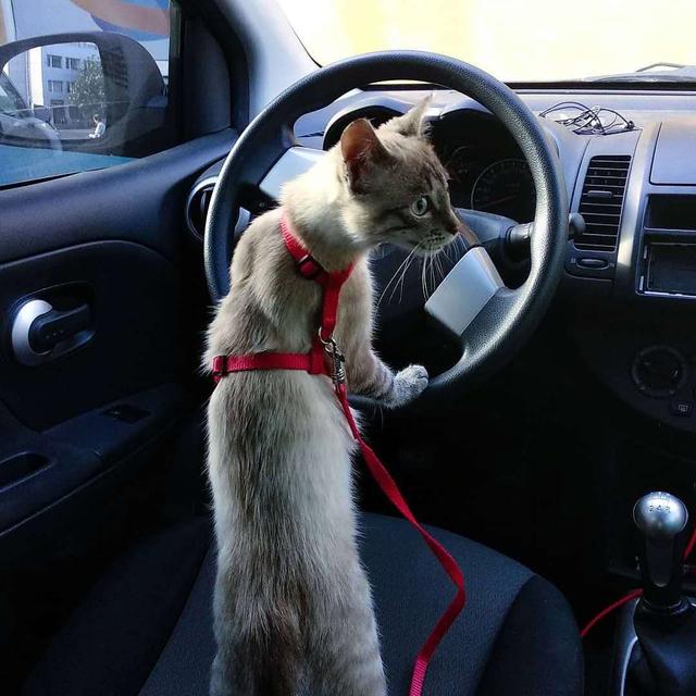 猫晕车的几个明显特征