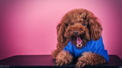 泰迪多少钱一只幼犬（养一只泰迪犬要花多少钱）