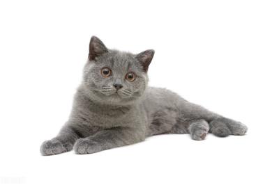 可以判断猫咪年龄的方法(怎么判断猫的年龄)