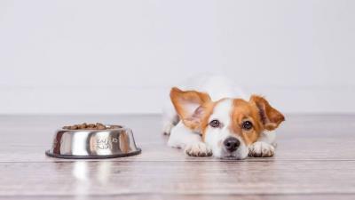 狗狗身患疾病的几大表现(狗狗内脏受损5大征兆)