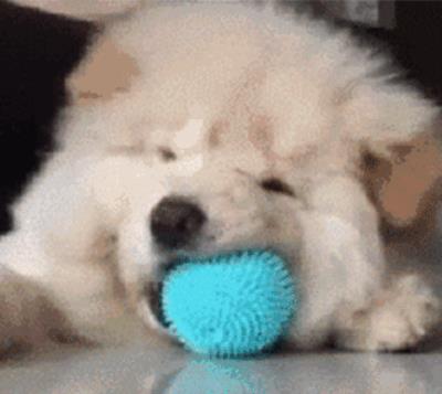 狗狗几个月换牙