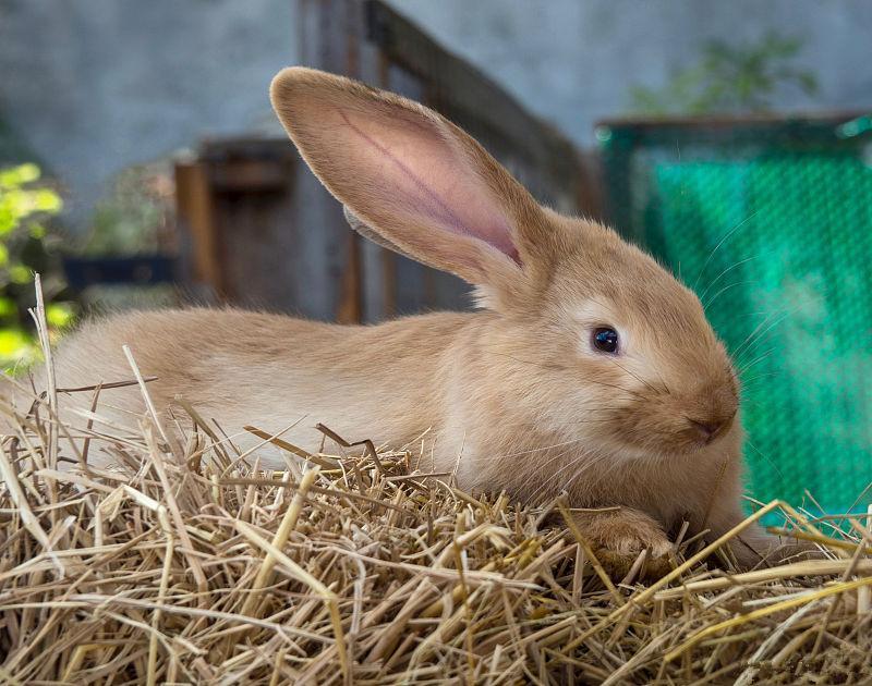 家兔纯种繁育攻略（附：种兔养殖技术与繁殖）