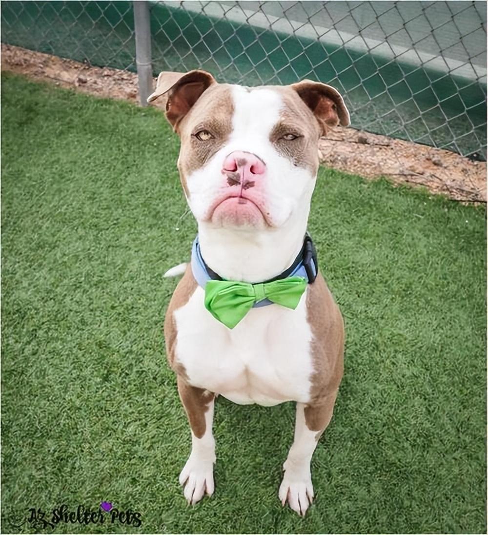 小狗吃什么食物