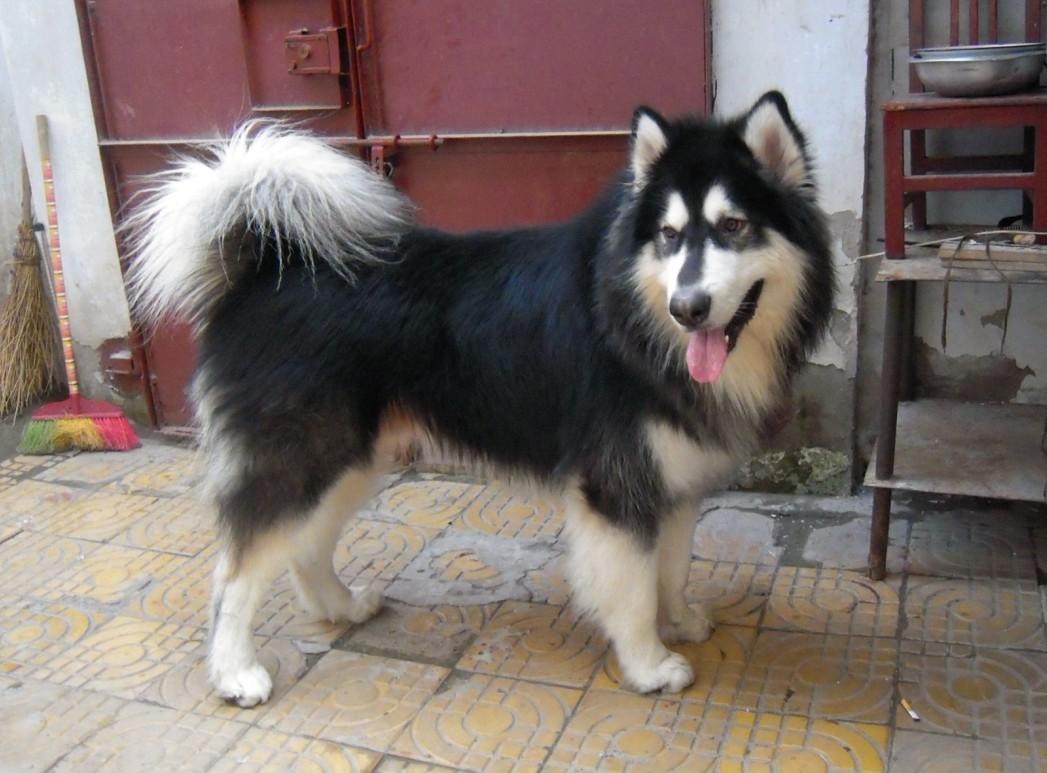 训练阿拉斯加犬详细教程(怎么训练阿拉斯加犬)