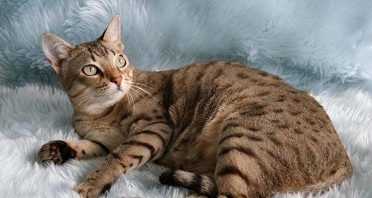 猫的图片大全大图侧面（看图识小猫猫品种大全）