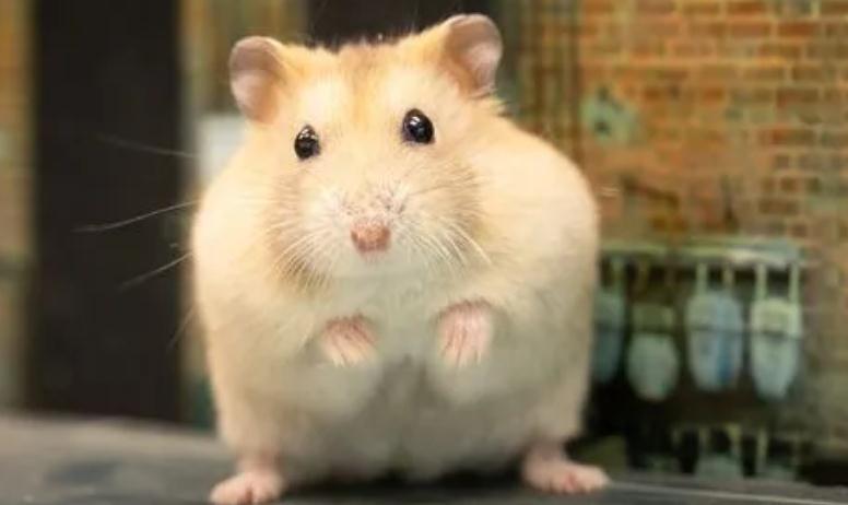 仓鼠妈妈吃宝宝是为什么