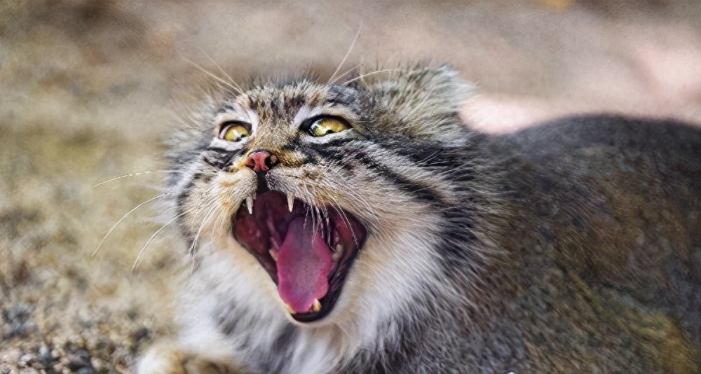 世界十大禁养名猫有哪些（附：不建议养的10种违法猫咪）