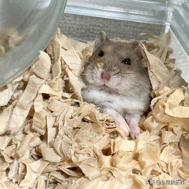 仓鼠老去难以阻挡,回忆过去美好2年,饲主感叹:以后不养仓鼠了