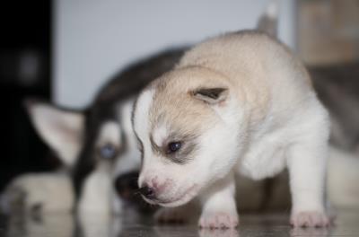为何狗狗拉稀像棕色的泥浆呢