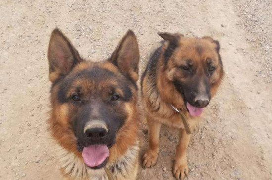 了解养德牧的几个坏处（附：刚开始养德牧就后悔？）